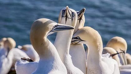 天赋多样性、英雄天赋平衡与资源循环——死亡骑士在“地心之战：午夜”中的必备要素