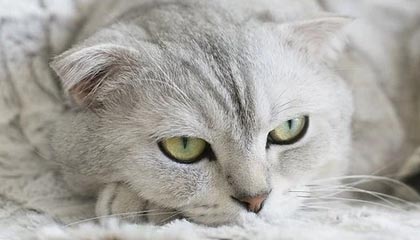 LOUD战队与RobbieBk分道扬镳