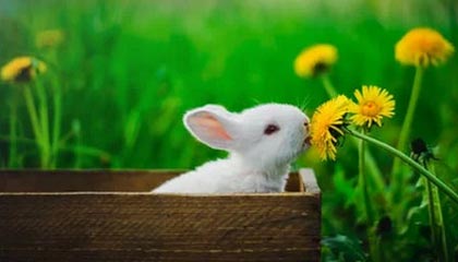 Team Secret 签下 BerserX,完成多国阵容重建